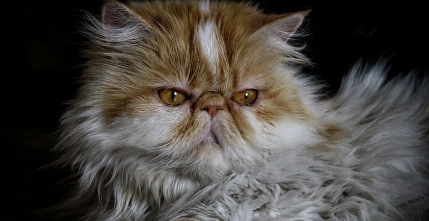 Cara Merawat Kucing Persia Dengan Benar Hingga Umur 15 Tahun Dari Ahli Dokter Hewan