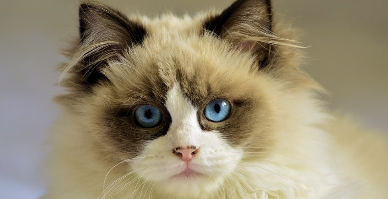 Kucing persia