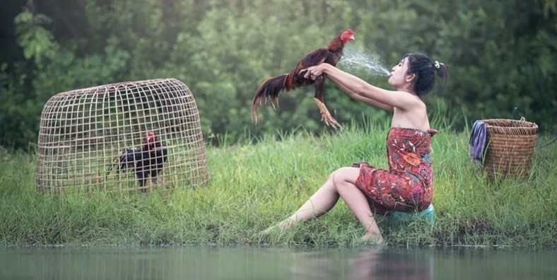 Cara Merawat Ayam Bangkok