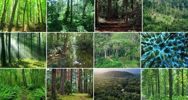 Kawasan Hutan Bondowoso