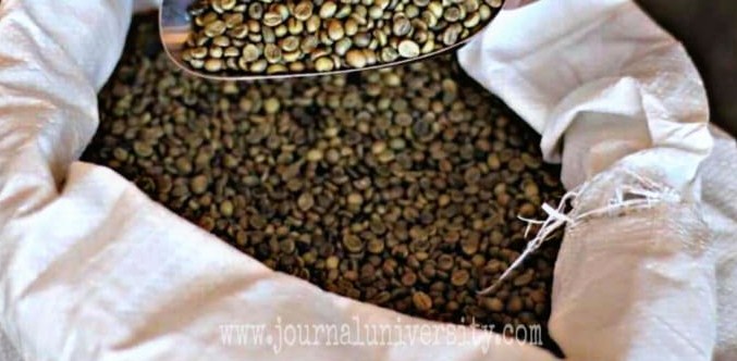 kopi arabika bondowoso