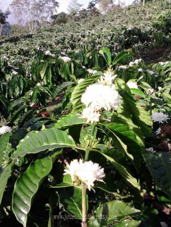Bunga Kopi