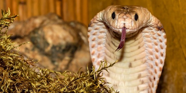 10 Non Poisonous Snakes