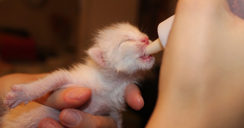 Newborn Puppy