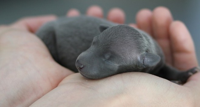 newborn puppy