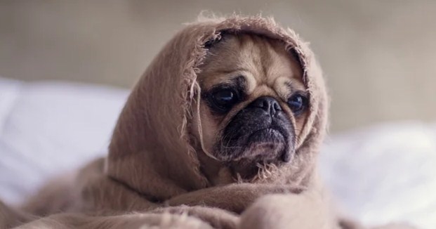 Sick Dog