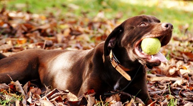 All Dog Breeds: Complete List of Dog Profiles and 10 Complete Guide to Caring (With Pictures)