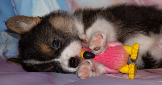 Puppy playing