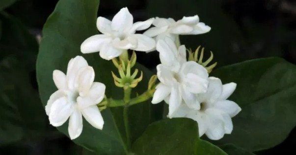 Flor de jazmín blanco (Jasminum sambac)