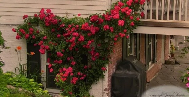 Blaze Roses