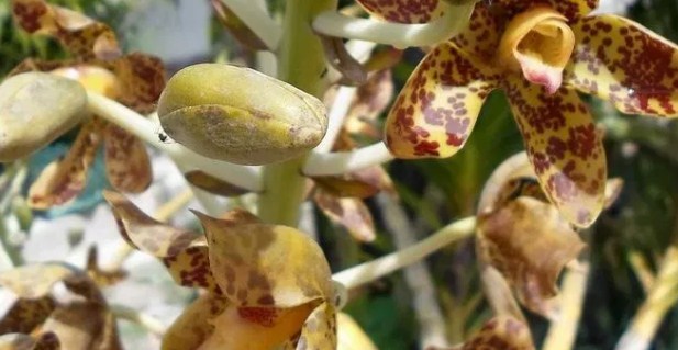 Orquídea de caña