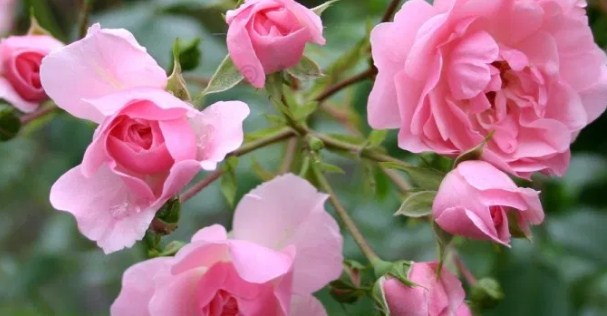 Bonica Roses