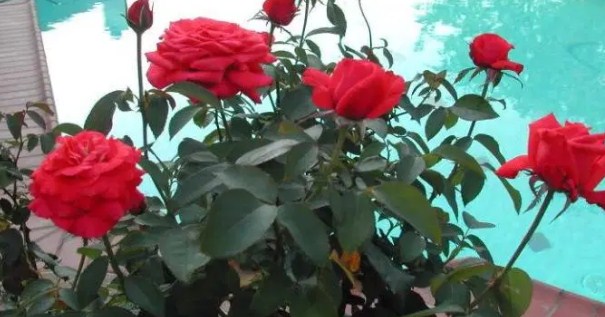 Chrysler Imperial Roses