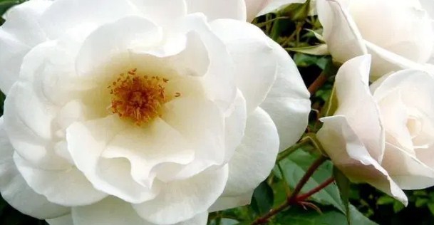 Iceberg Roses