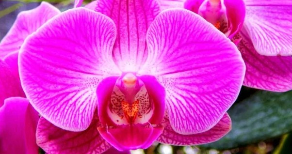 Luna de Orquídea