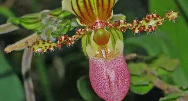 Bolsa de pétalos de orquídea