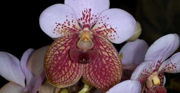 Orquídea De la Luna de Borneo
