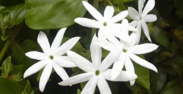 Planta Ornamental Star Jasmine (Jasminum multiflorum)