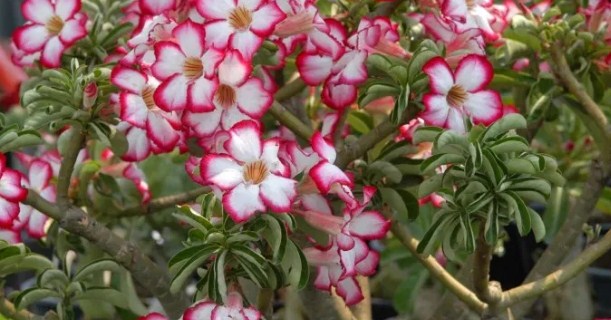 Planta Ornamental de Flores de Adenium