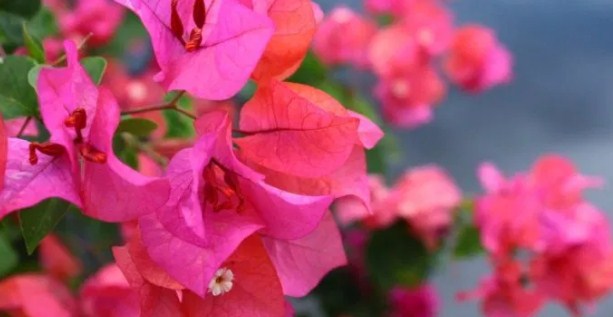 Planta Ornamental de Flores de Bougenville