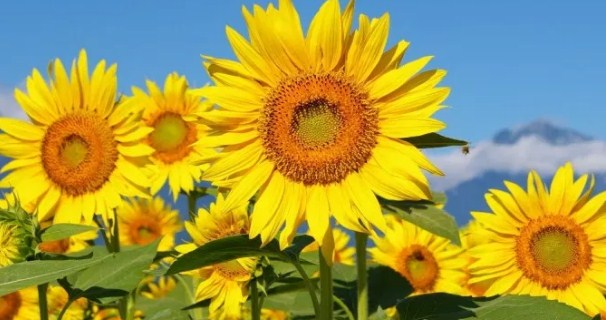 Plantas Ornamentales de Girasol