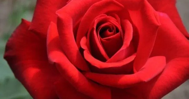 Queen Elizabeth Roses