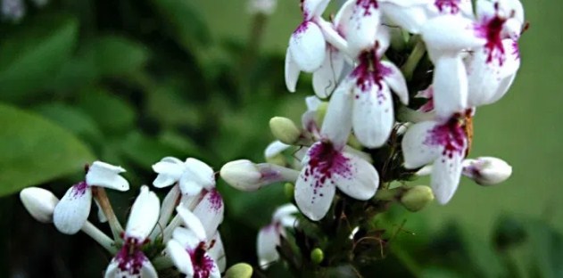 Rey Jazmín (Jasminum rex)