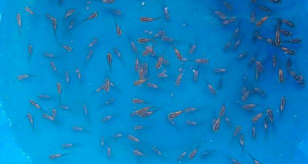 Bibit Ikan Gabus