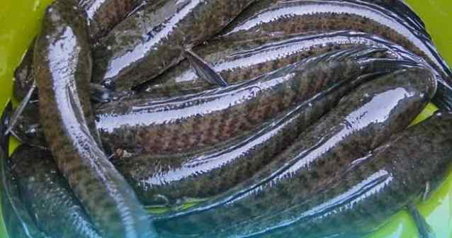 Cara memelihara Ikan Gabus