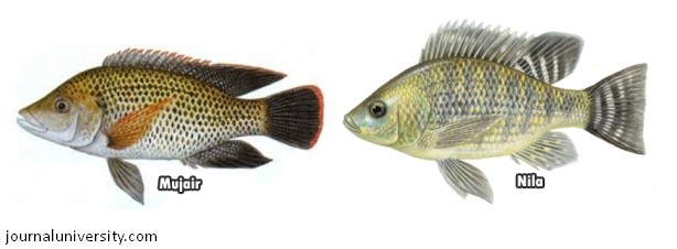 Perbedaan Ikan Mujair dan Nila