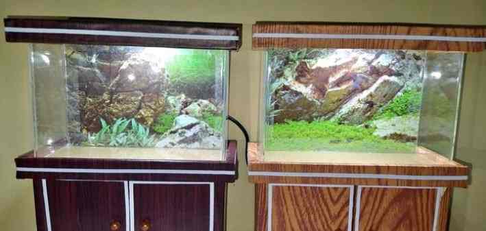 Jenis Ikan Hias Aquarium
