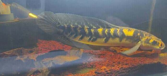 Panduan Ikan Channa Lengkap Dari Telur Hingga Besar