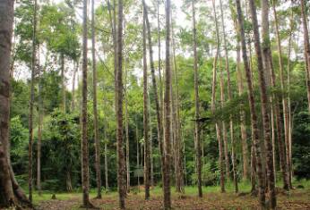 pohon bengkirai